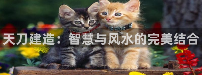 富联2娱乐首页官网下载：天刀建造：智慧与风水的完美结合