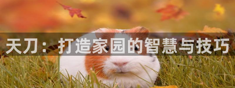 富联娱乐元哥是谁的老婆：天刀：打造家园的智慧与技巧